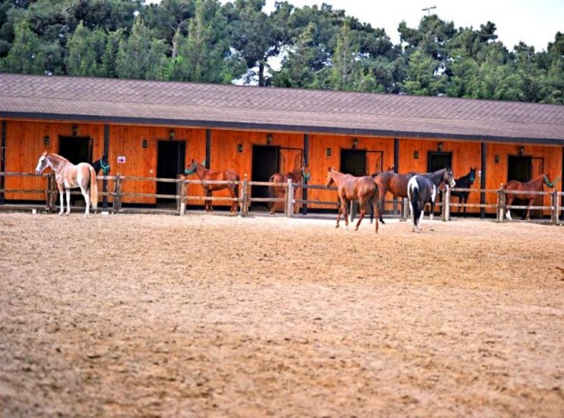 Elite Horse Club Baku