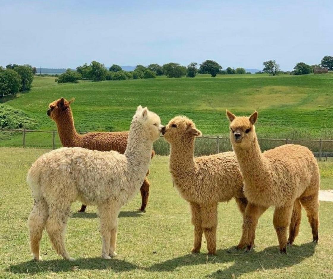 Shamakhi Alpaca Farm and Vineyard Tour